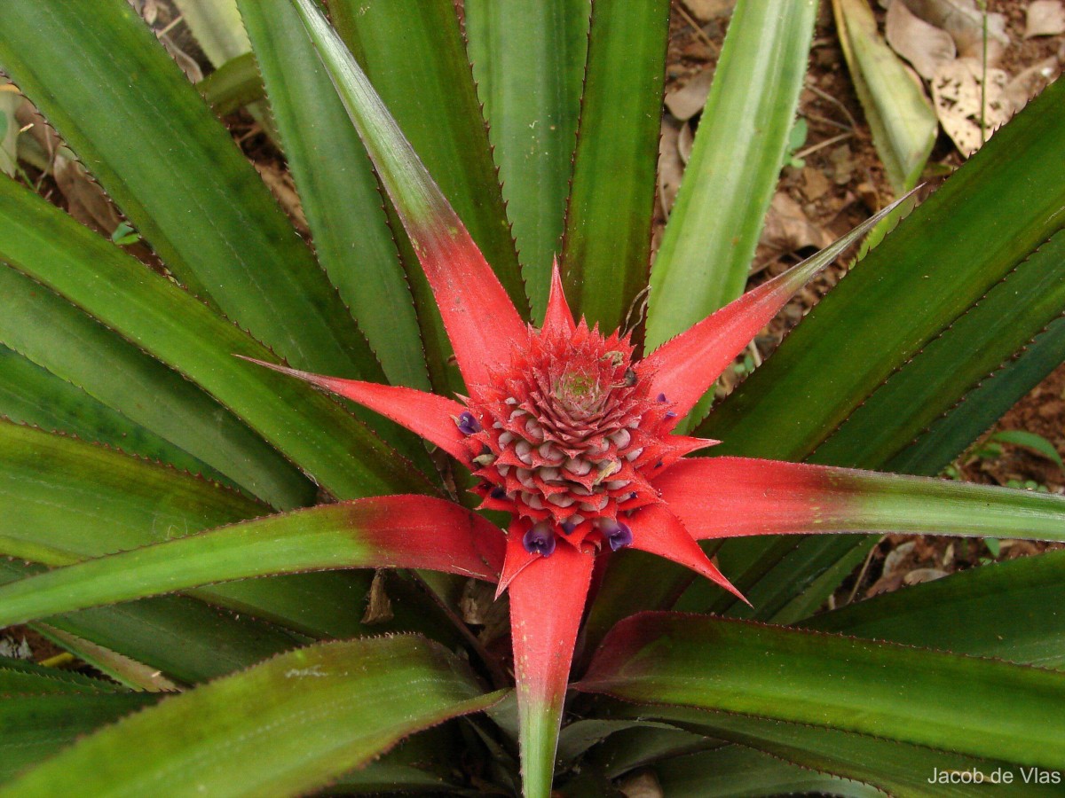 Ananas comosus (L.) Merr.